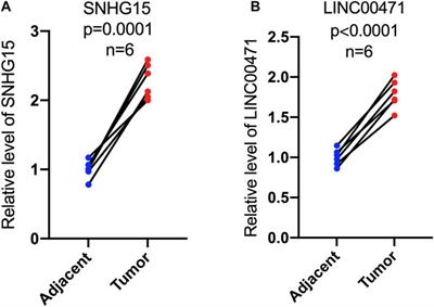 Cuproptosis-Associated lncRNA Establishes New Prognostic Profile and Predicts Immunotherapy Response in Clear Cell Renal Cell Carcinoma